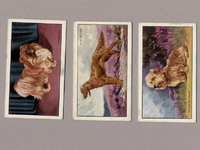 Dogs, A series -  select me for a larger image