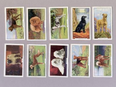 Dogs, Second series -  select me for a larger image