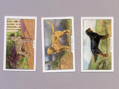 Dogs, Second series -  select me for a larger image