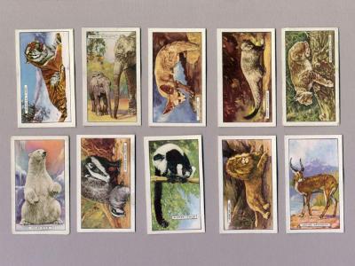 Gallahers - Wild Animals