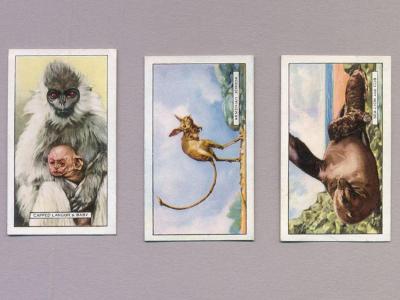 Wild Animals -  select me for a larger image
