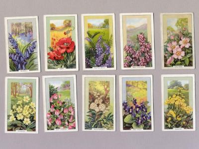 Wild Flowers -  select me for a larger image
