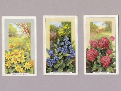Wild Flowers -  select me for a larger image