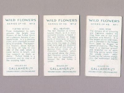 Wild Flowers -  select me for a larger image