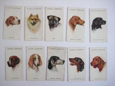 Dogs, head portraits -  select me for a larger image