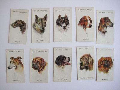 Dogs, head portraits -  select me for a larger image