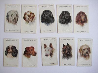 Dogs, head portraits -  select me for a larger image