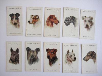 Dogs, head portraits -  select me for a larger image