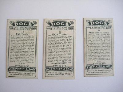 Dogs, head portraits -  select me for a larger image