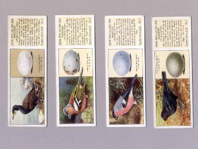 Non-tobacco cards - British Birds and Eggs, Typhoo