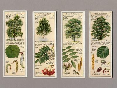 Non-tobacco cards - Trees of the Countryside, Typhoo