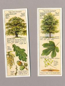 Trees of the Countryside, Typhoo -  select me for a larger image