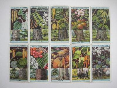 Flowering Trees & Shrubs -  select me for a larger image