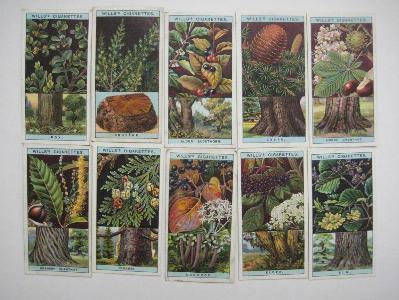 Flowering Trees & Shrubs -  select me for a larger image