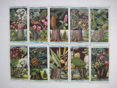 Flowering Trees & Shrubs -  select me for a larger image