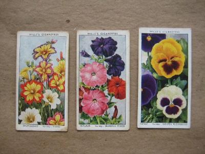 Garden Flowers by Sudell -  select me for a larger image
