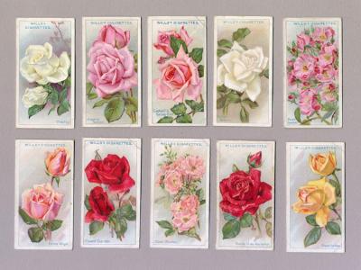 W D & H O Wills - Roses, Wills, 1926 set