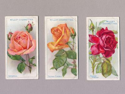 Roses, Wills, 1926 set -  select me for a larger image