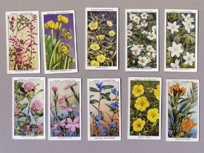 Wild Flowers, 2nd series, Wills -  select me for a larger image