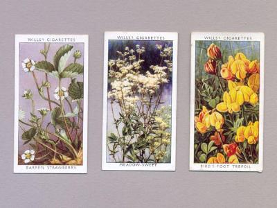 Wild Flowers, 2nd series, Wills -  select me for a larger image