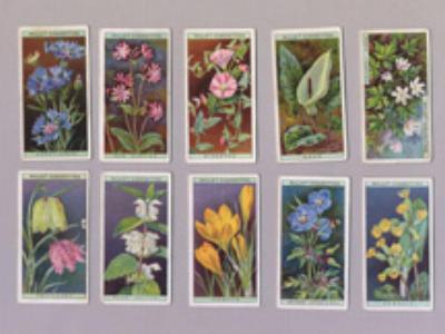W D & H O Wills - Wild Flowers, A series, Wills