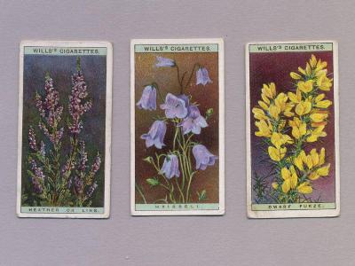 Wild Flowers, A series, Wills -  select me for a larger image
