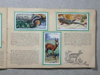 Animals of the Countryside -  select me for a larger image
