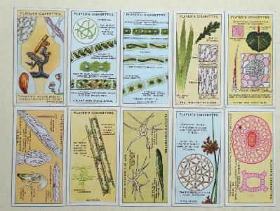 John Players - Hidden Beauties