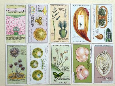 Hidden Beauties -  select me for a larger image