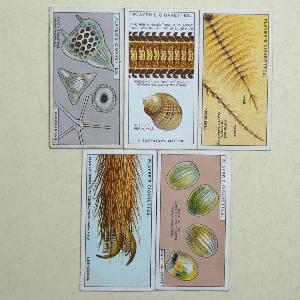 Hidden Beauties -  select me for a larger image