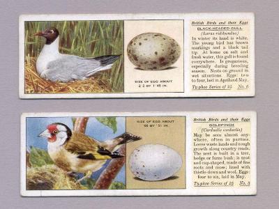 British Birds and Eggs, Typhoo -  select me for a larger image
