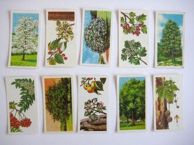 Trees in Britain, Brooke Bond -  select me for a larger image