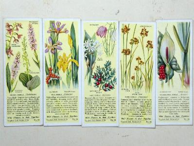 Non-tobacco cards - Wild Flowers in their Families, 2nd