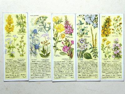 Wild Flowers in their Families, 2nd -  select me for a larger image