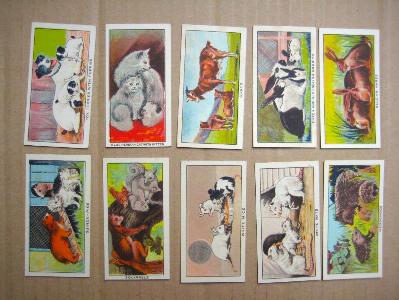 Cavanders Little Friends -  select me for a larger image