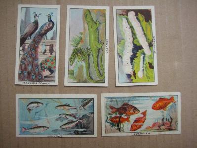 Cavanders Little Friends -  select me for a larger image