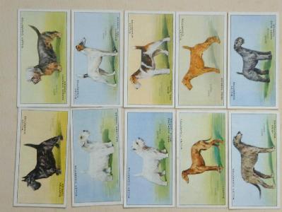 Dogs, A series -  select me for a larger image