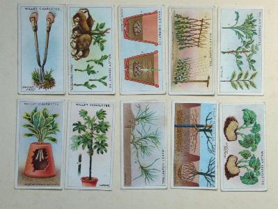 Gardening hints -  select me for a larger image